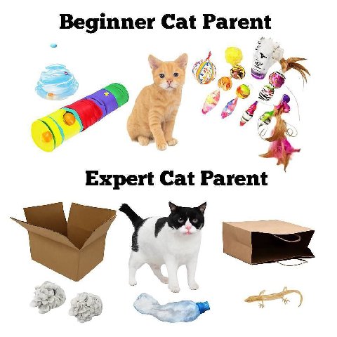 Beginner Cat Expert Cat Parent 22