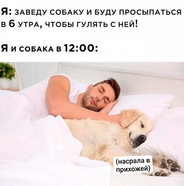 Я: ЗАВЕДУ СОБАКУ И БУДУ ПРОСЫПАТЬСЯ в 6 УТРА, ЧТОБЫ ГУЛЯТЬ С НЕЙ! Я исовдАКА в 12:00: у 4 (насрала в прихожей)