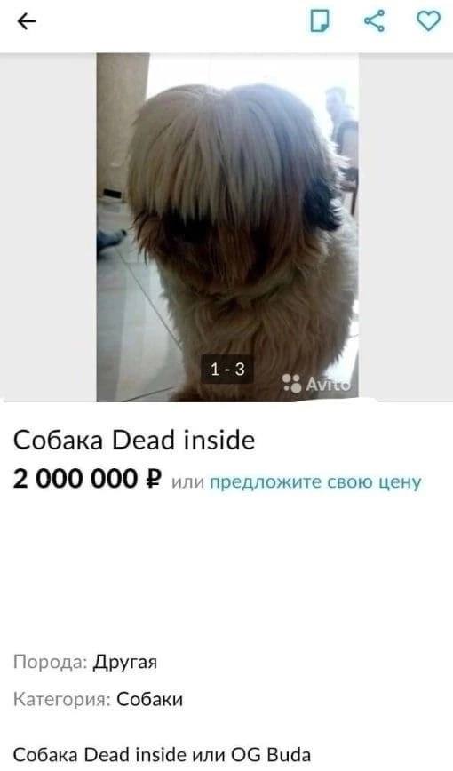 9 1-3 %А Собака Dead inside 2 000 000 или предложите свою цену Порода: Другая Категория: Собаки Собака Dead inside или Buda