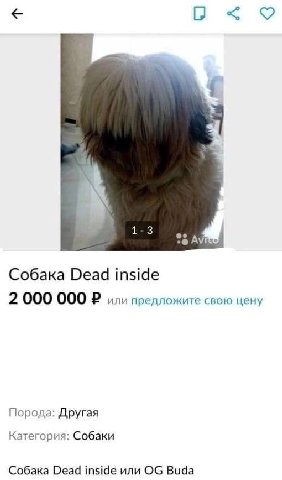 9 1-3 %А Собака Dead inside 2 000 000 или предложите свою цену Порода: Другая Категория: Собаки Собака Dead inside или Buda