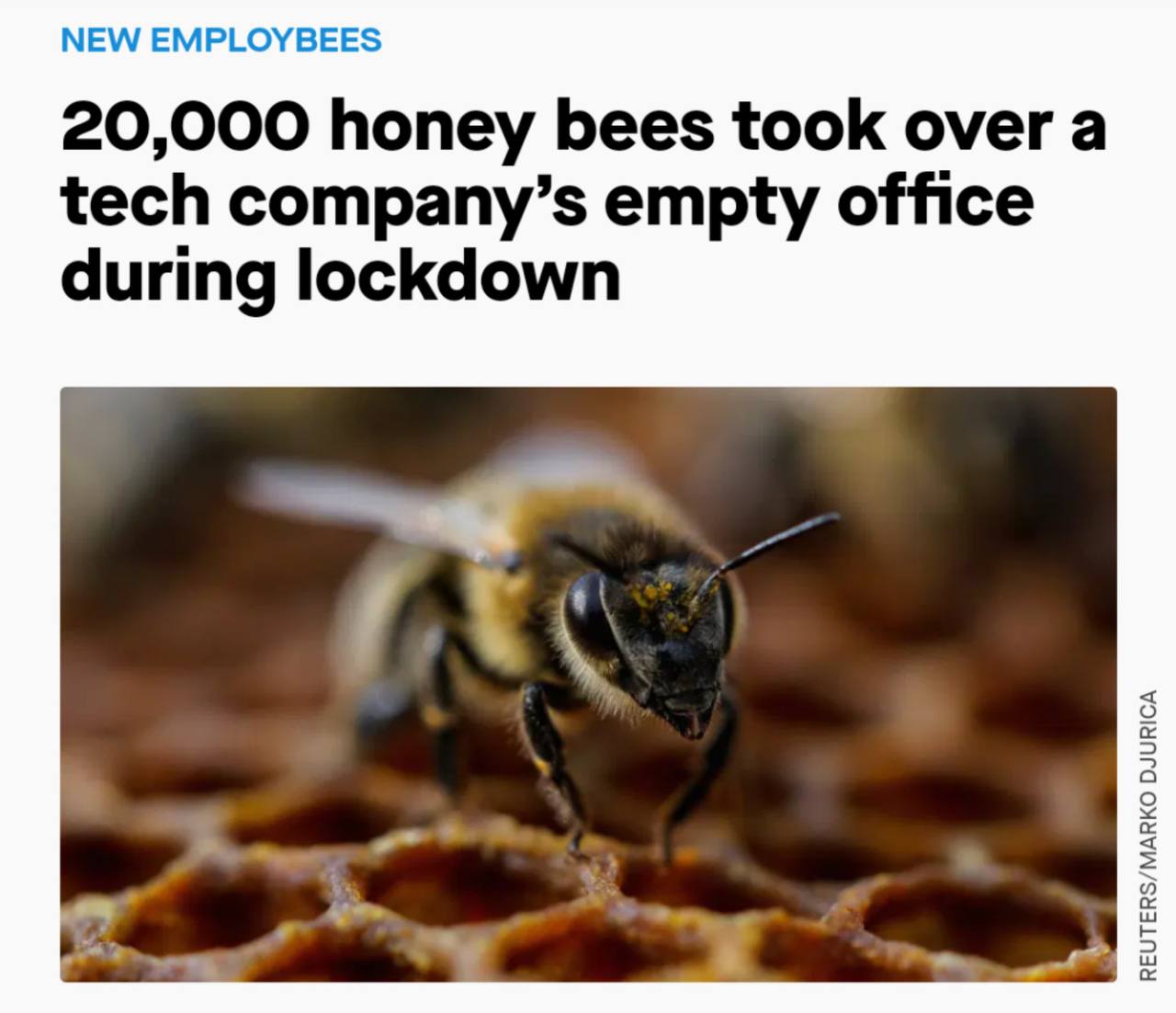 NEW EMPLOYBEES 20,000 honey bees took over a tech company’s empty office during lockdown