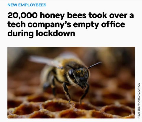 NEW EMPLOYBEES 20,000 honey bees took over a tech company’s empty office during lockdown