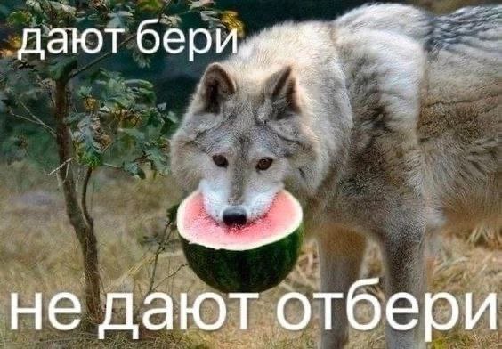 дают бери не дают отбери