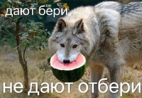 дают бери не дают отбери