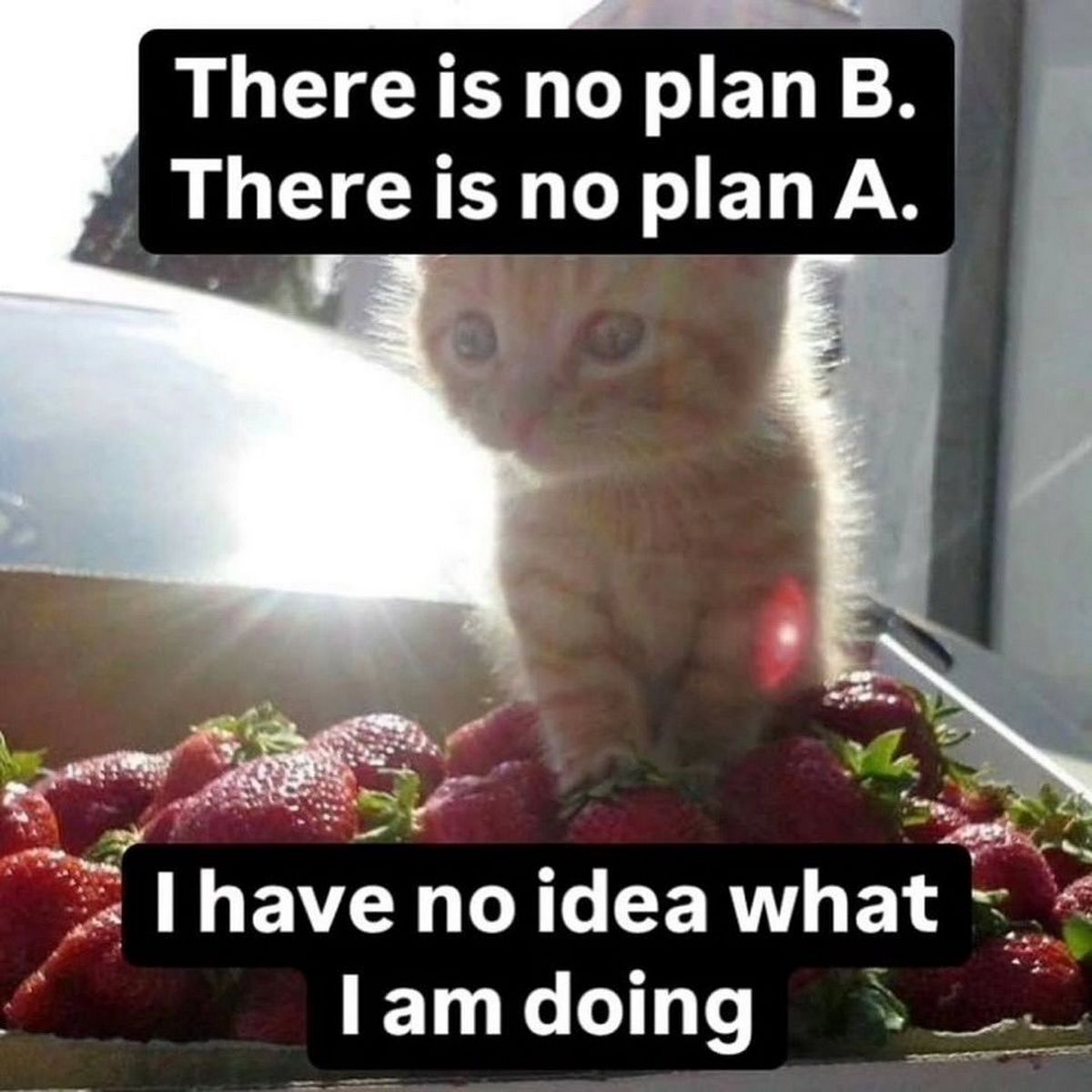 There is по plan в. There is no р!ап А. have no idea what lam doing