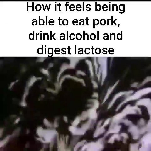 How it feels being drink alcohol and digest lactose