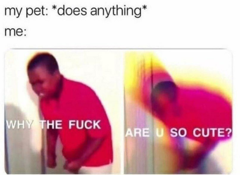 my pet: *does me: