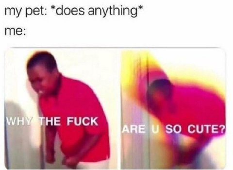 my pet: *does me:
