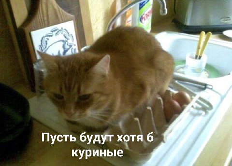 Пусть будут хотя 6 куриные