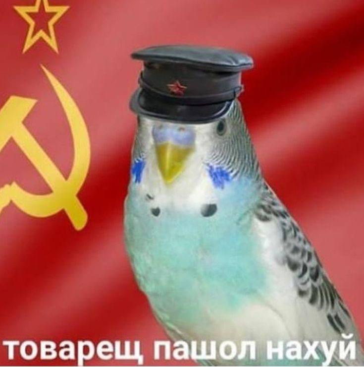 товарещ пашол нахуй