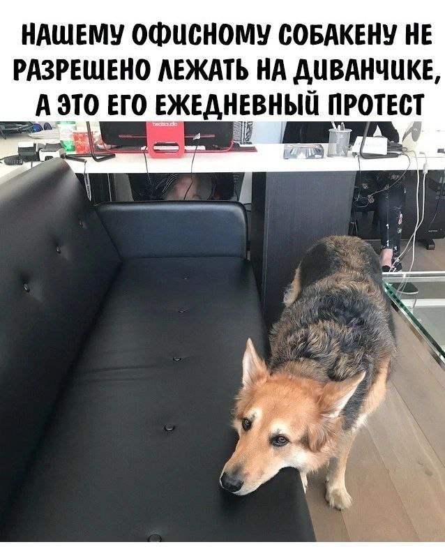 НАШЕМУ ОФИСНОМУ СОБАКЕНУ НЕ РАЗРЕШЕНО ЛЕЖАТЬ НА ДИВАНЧИКЕ, АЭТО ЕГО ЕЖЕДНЕВНЫЙ ПРОТЕСТ
