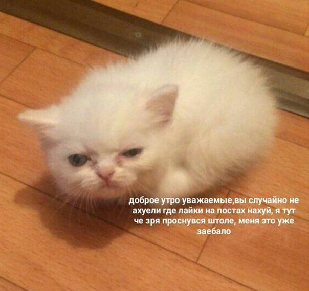 доброе утро уважаемые, вы случайно не ахуели где лайки на постах нахуй, я тут че зря проснувся штоле, меня это уже заебало