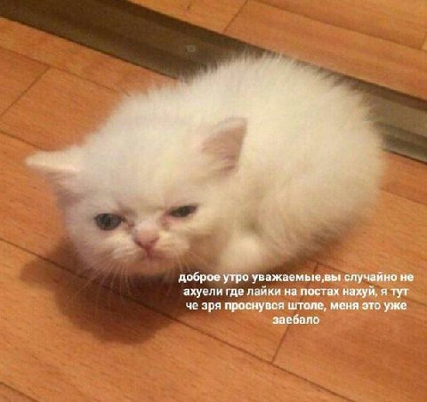 доброе утро уважаемые, вы случайно не ахуели где лайки на постах нахуй, я тут че зря проснувся штоле, меня это уже заебало