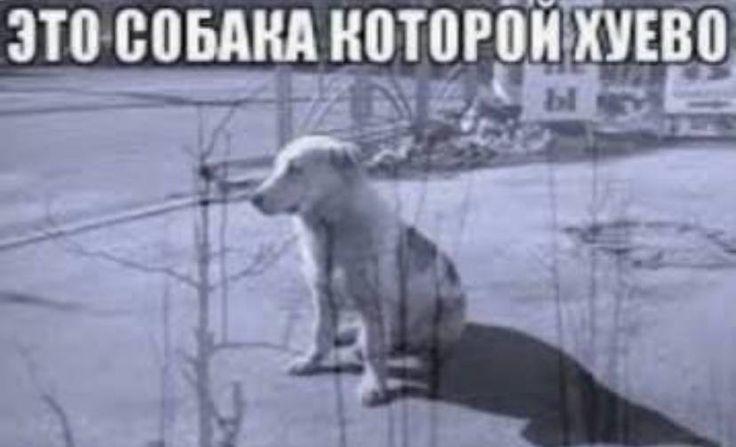 ЭТО СОБАКА КОТОРОН ХУЕВО 4