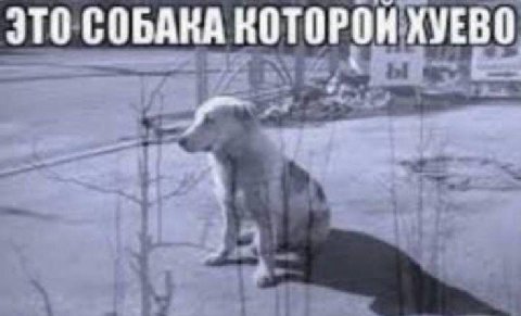 ЭТО СОБАКА КОТОРОН ХУЕВО 4