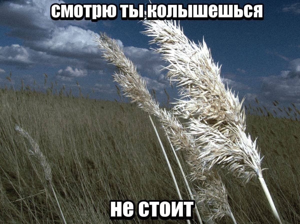 смотрю ты.колышешься ‘a я 4 He стоит.