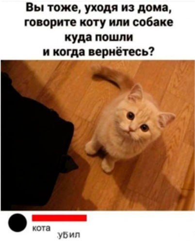 Вы тоже, уходя из дома, говорите коту или собаке куда пошли и когда вернётесь? кота убил