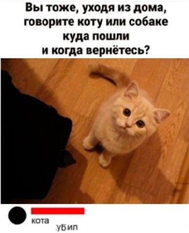 Вы тоже, уходя из дома, говорите коту или собаке куда пошли и когда вернётесь? кота убил