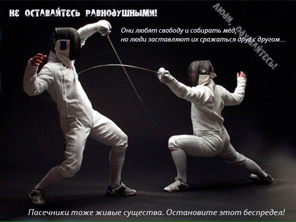 HE ОСТАВАЯТЕСЬ Они любят свободу и собирать у но люди заставляют сражаться друг с другом... Пасечники тоже живые существа. Остановите этот беспредел!