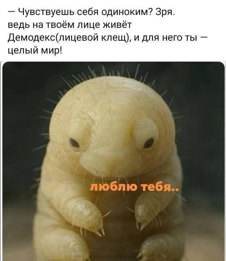 Чувствуешь себя одиноким? Зря. ведь на твоём лице живёт Демодекс(лицевой клещ), и для него ты целый мир! люблю тебя.. A