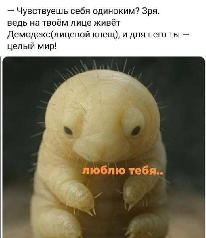 Чувствуешь себя одиноким? Зря. ведь на твоём лице живёт Демодекс(лицевой клещ), и для него ты целый мир! люблю тебя.. A