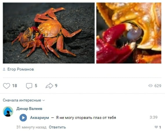 4 Егор Романов 18 15 629 Сначала интересные Динар Валеев о Аквариум Я не могу оторвать глаз от тебя минуту назад Ответить 1