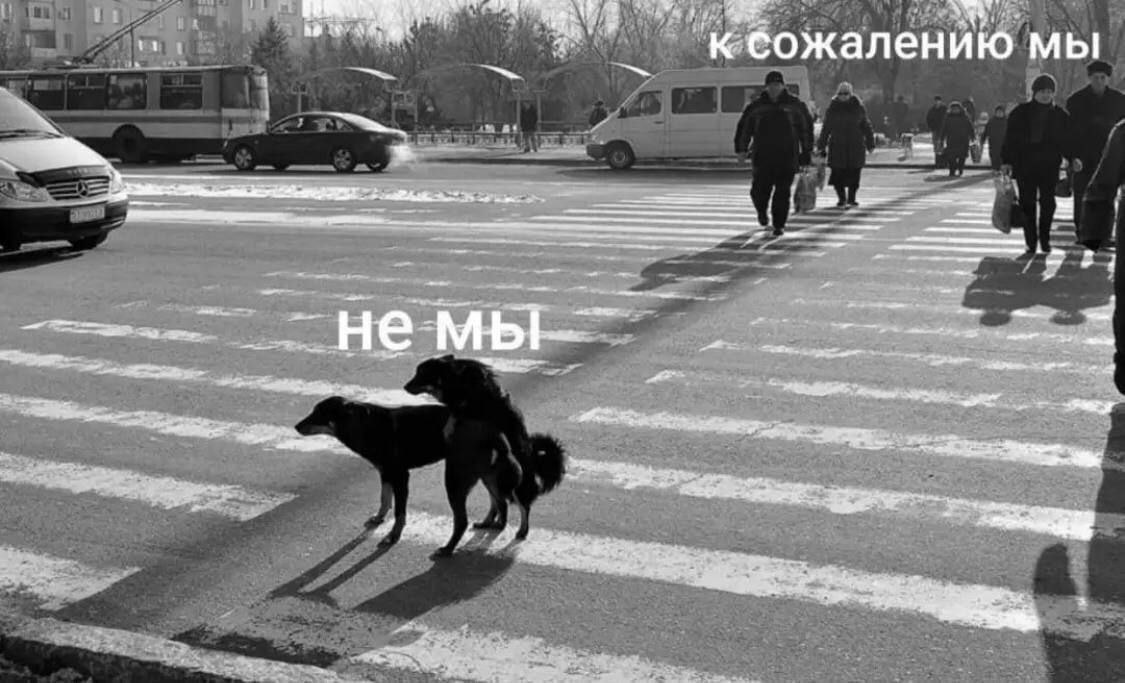 Мы?