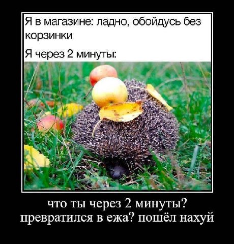 Я в магазине: ладно, обойдусь без корзинки Я через 2 минуты: И что ты через 2 минуты? превратился в ежа? пошёл нахуй