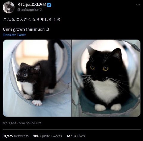 @unicouniunis Uni’s grown this Translate Tweet 6:18 Mar 29, 2022 8,975 Retweets 186 Quote eets Likes