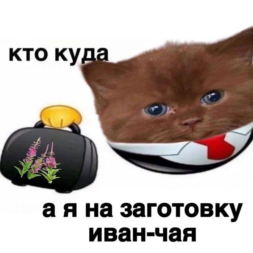 кто на заготовку иван-чая