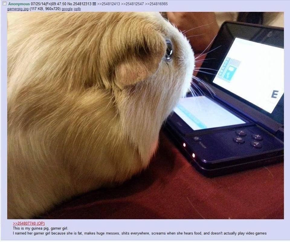 Anonymous No.254812313 >>254812413 >>254812547 >>254816985 (117 google 1446 я Whe и и 807740 This is my guinea pig, gamer gil. named her gamer girl because she is fat, makes huge messes, shits everywh