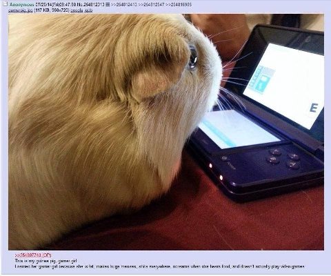 Anonymous No.254812313 >>254812413 >>254812547 >>254816985 (117 google 1446 я Whe и и 807740 This is my guinea pig, gamer gil. named her gamer girl because she is fat, makes huge messes, shits everywh