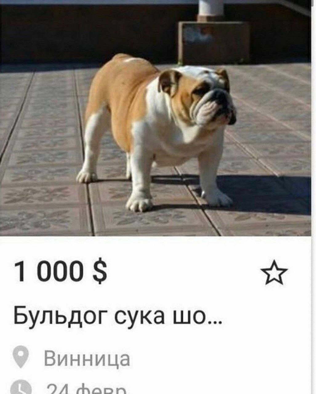 1000 Бульдог сука Винница