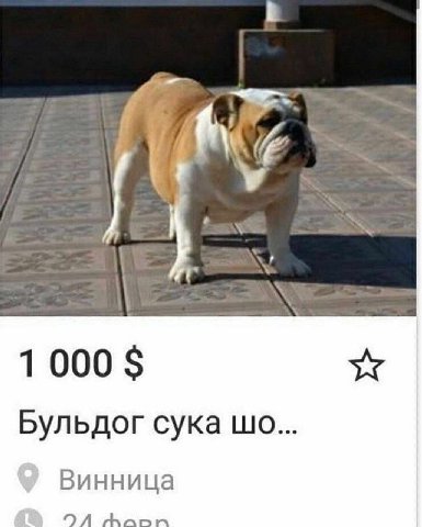 1000 Бульдог сука Винница