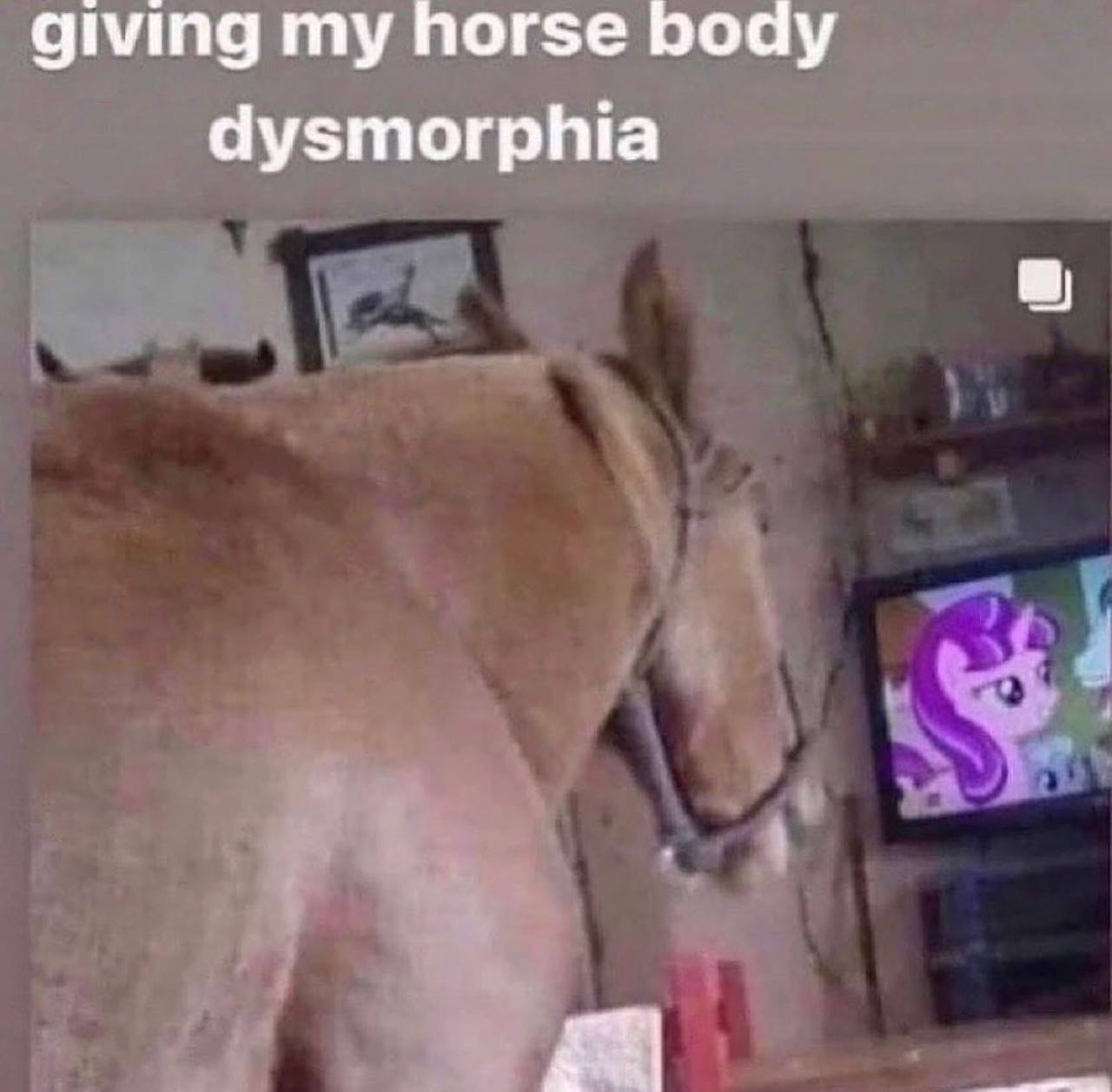 giving my horse роау dysmorphia