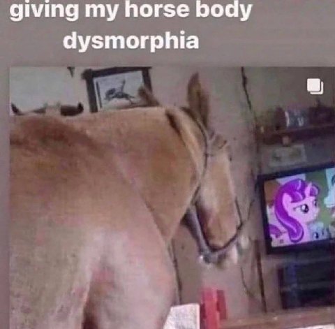 giving my horse роау dysmorphia