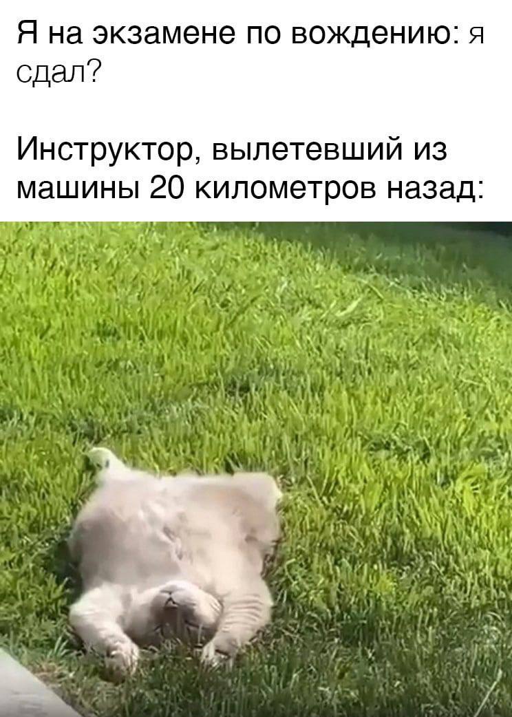 Я на экзамене по вождению: я сдал? Инструктор, вылетевший из машины 20 километров назад: A и 4 4 ayy 4 4 и у С, к 4: 5 в a My у 4 4 у
