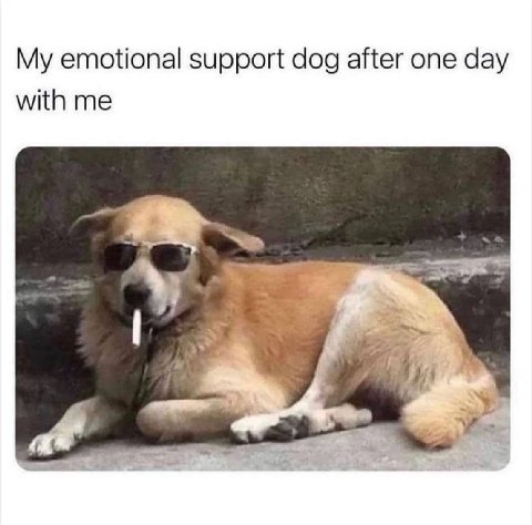 My emotional support dog after one day with me 4 a