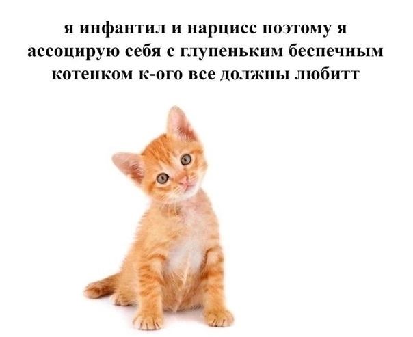 я инфантил и нарцисс поэтому я ассоцирую себя с глупеньким беспечным котенком к-ого все должны любитт