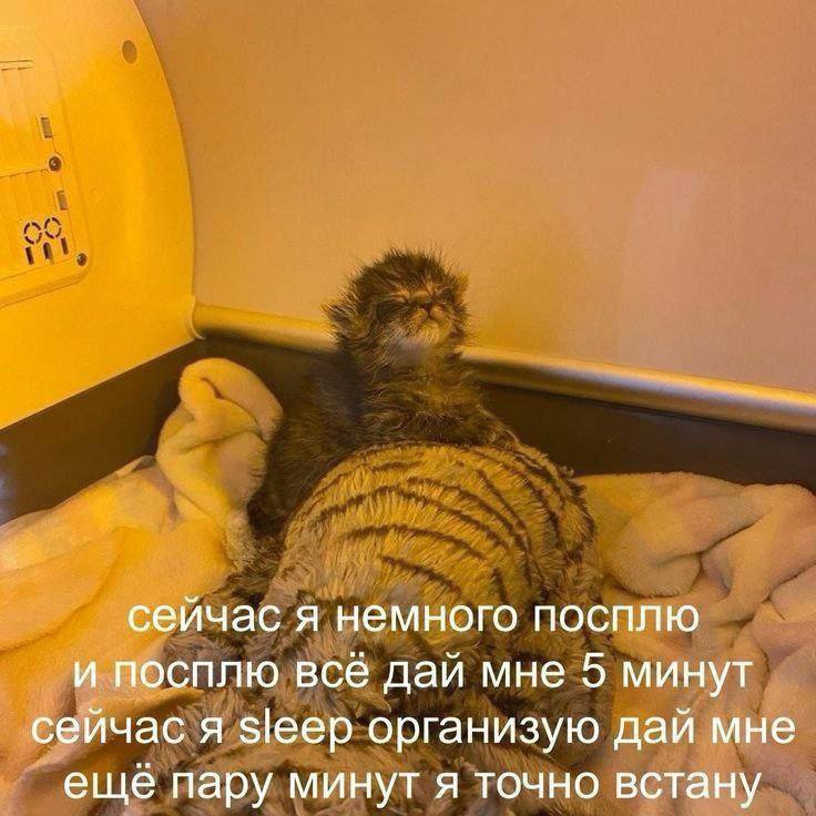 сейчас я немного посплю и посплю всё дай мне 5 минут сейчас я sleep организую дай мне еще пару минут я точно встану