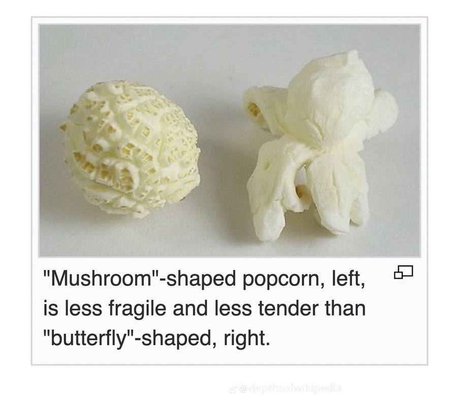 A 4 "Mushroom"-shaped popcorn, left, is less fragile and less tender than "butterfly"-shaped, right.