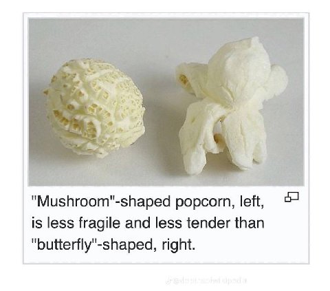 A 4 "Mushroom"-shaped popcorn, left, is less fragile and less tender than "butterfly"-shaped, right.