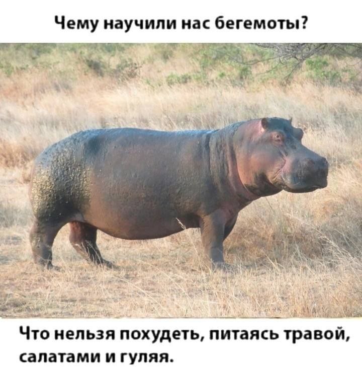 Чему научили нас бегемоты? у 4 Reg 4 i A у 4 gas Что нельзя похудеть, питаясь травои, салатами и гуляя.