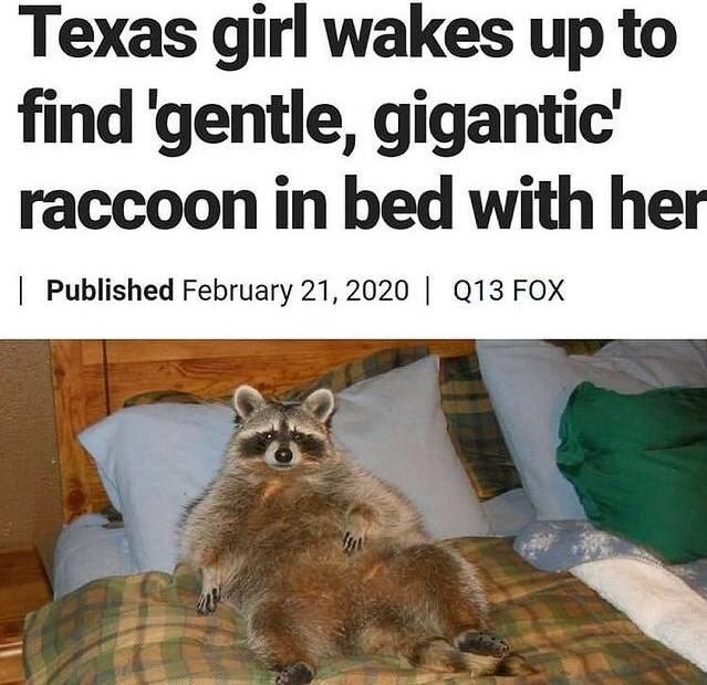 Texas girl wakes up to find ‘gentle, gigantic’ raccoon in bed with he Published February 21, 2020 FOX С