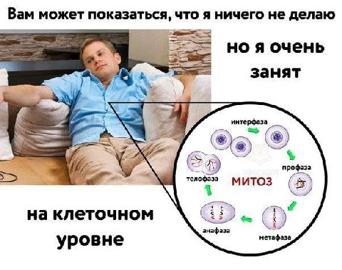 Pan может показаться, что A ничего не делаю но я очень занят интерфаза 2 профаза на клеточном 0’ анафаза метафаза уровне