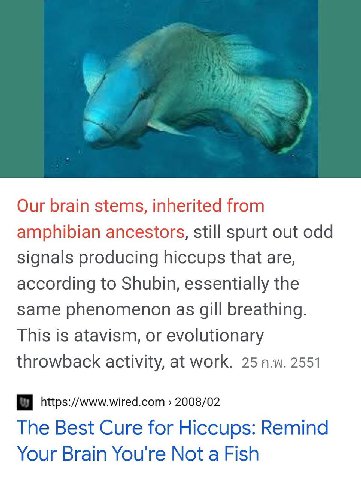 Our brain stems, inherited from amphibian ancestors, still spurt out odd signals producing hiccups that are, according to Shubin, essentially the same phenomenon as gill breathing. This is atavism, or