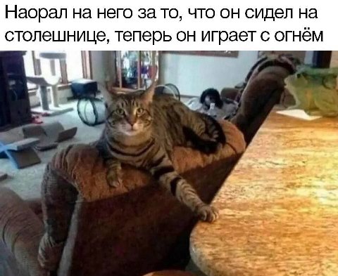 Наорал на него за то, что он сидел на столешнице, теперь он играет с огнём 7)