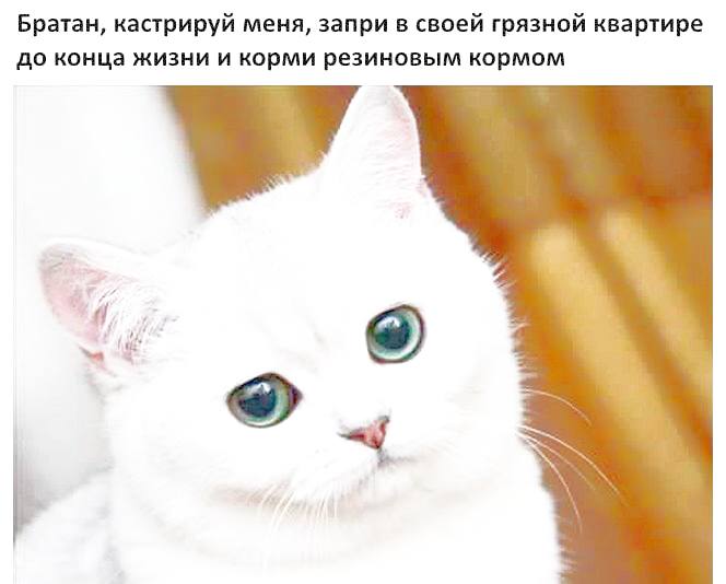 Братан, кастрируй меня, запри в своей грязной квартире до конца жизни и корми резиновым кормом