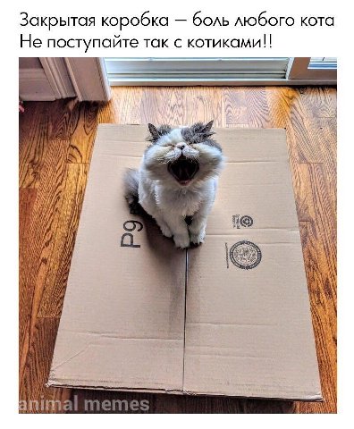 Закрытая коробка боль любого кота Не поступайте так с котиками!! The 2 i 1® is с