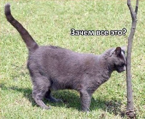 Котик, не мучайся, ложись споть